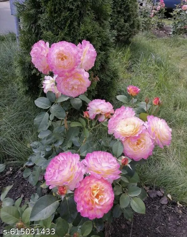 Bong_Nursery_Hybrid_Pink_Rose_Plant_Pack_Of_1