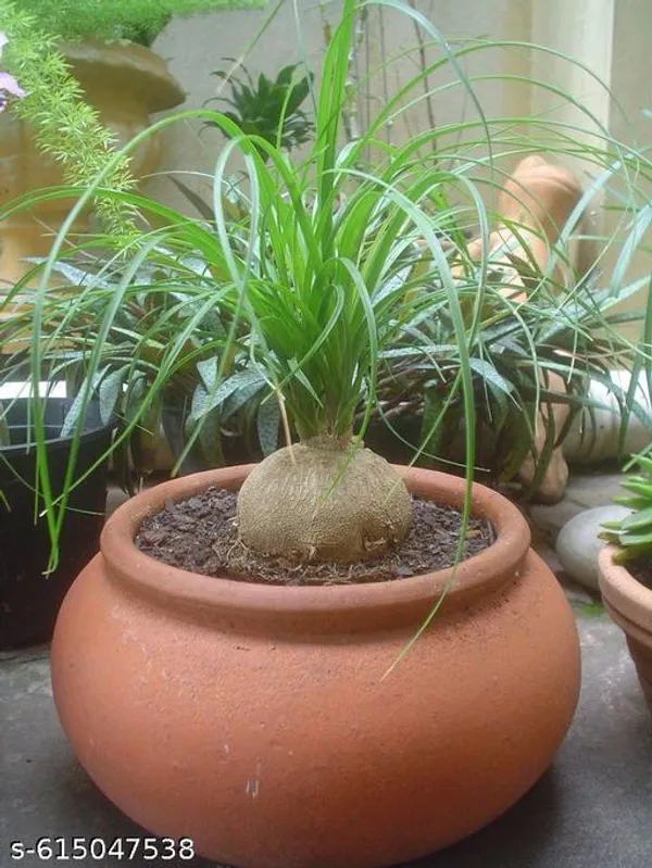 Bong_Nursery_Ponytail_Palm_Plant_Tree_Indoor_Plant_Pack_Of_1