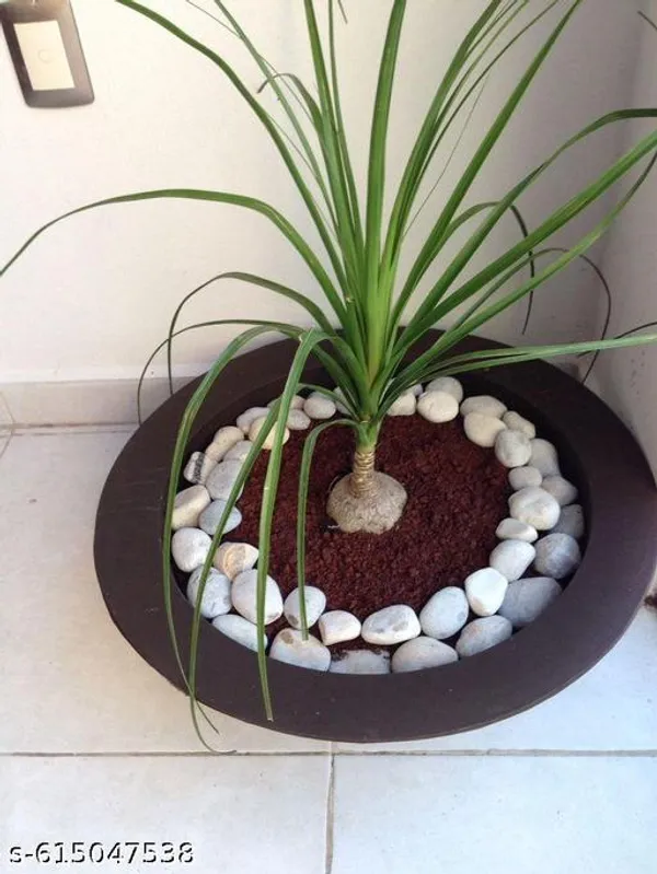 Bong_Nursery_Ponytail_Palm_Plant_Tree_Indoor_Plant_Pack_Of_1