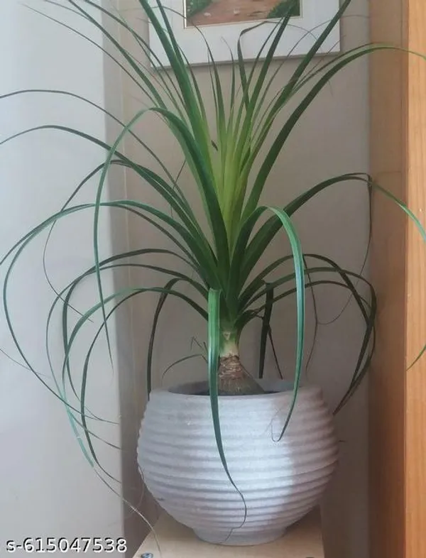 Bong_Nursery_Ponytail_Palm_Plant_Tree_Indoor_Plant_Pack_Of_1