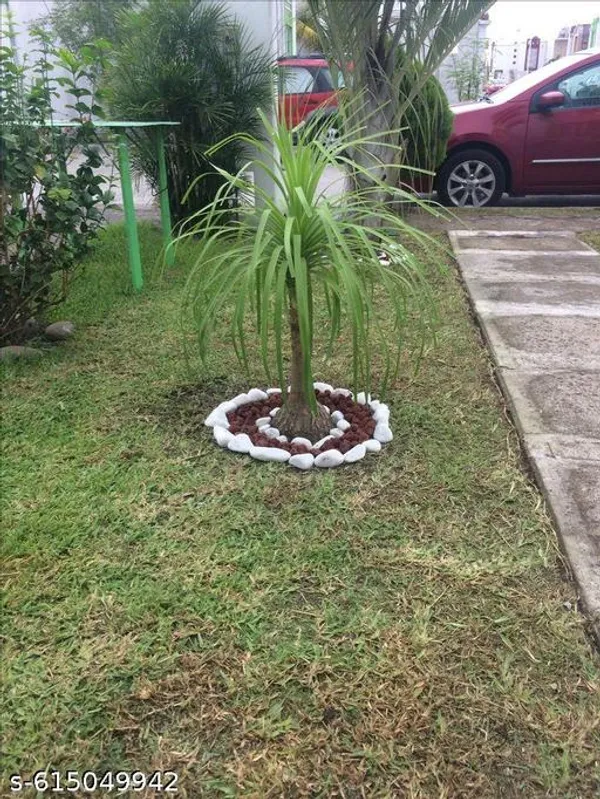 Bong_Nursery_Ponytail_Palm_Plant_Tree_Indoor_Plant_Pack_Of_1