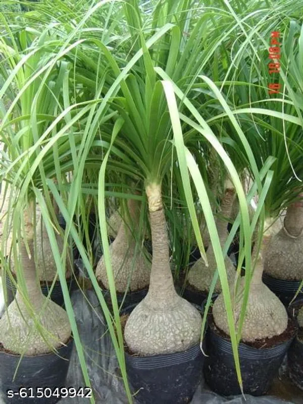 Bong_Nursery_Ponytail_Palm_Plant_Tree_Indoor_Plant_Pack_Of_1