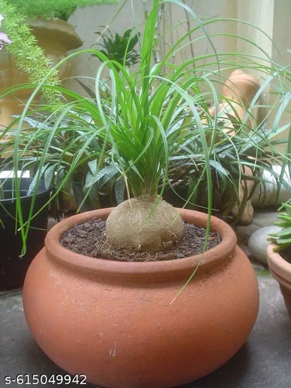 Bong_Nursery_Ponytail_Palm_Plant_Tree_Indoor_Plant_Pack_Of_1