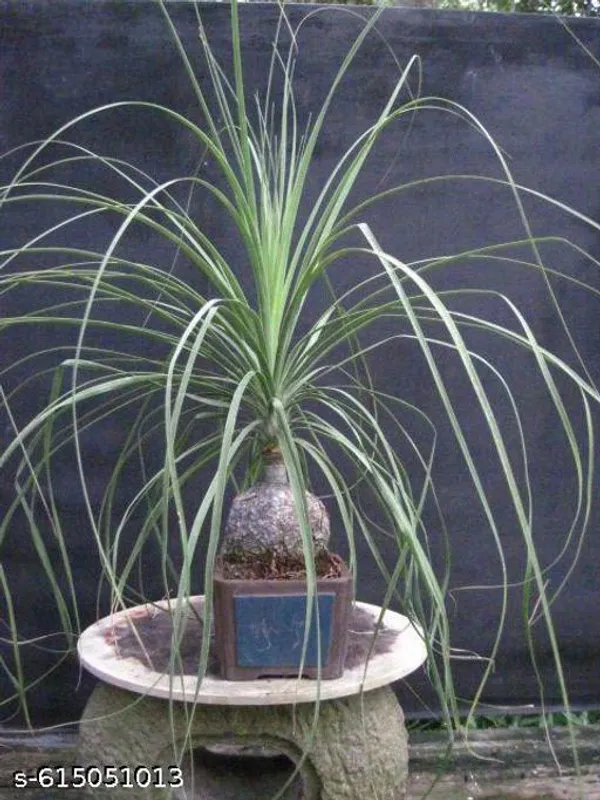Bong_Nursery_Ponytail_Palm_Plant_Tree_Indoor_Plant_Pack_Of_1