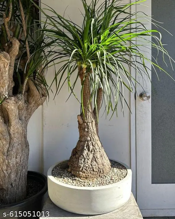 Bong_Nursery_Ponytail_Palm_Plant_Tree_Indoor_Plant_Pack_Of_1