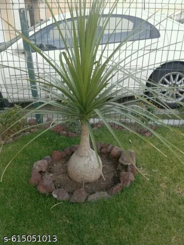 Bong_Nursery_Ponytail_Palm_Plant_Tree_Indoor_Plant_Pack_Of_1