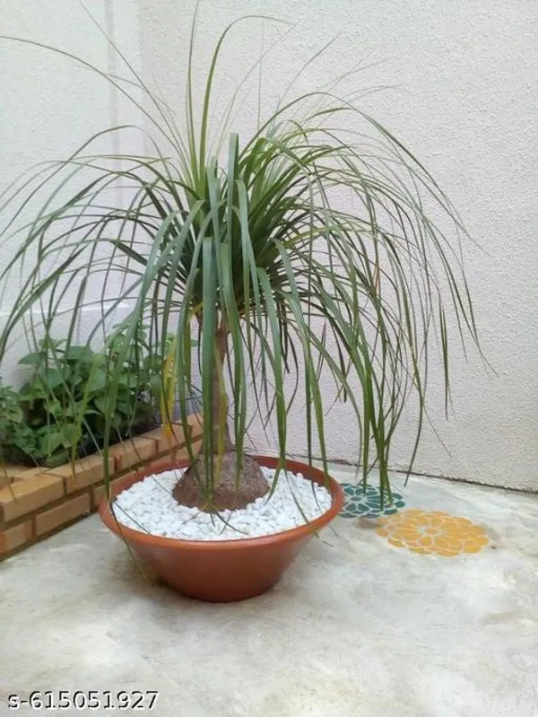 Bong_Nursery_Ponytail_Palm_Plant_Tree_Indoor_Plant_Pack_Of_1