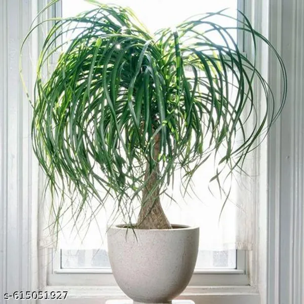 Bong_Nursery_Ponytail_Palm_Plant_Tree_Indoor_Plant_Pack_Of_1