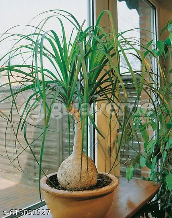 Bong_Nursery_Ponytail_Palm_Plant_Tree_Indoor_Plant_Pack_Of_1