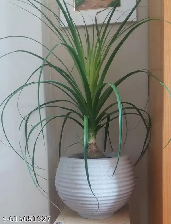 Bong_Nursery_Ponytail_Palm_Plant_Tree_Indoor_Plant_Pack_Of_1