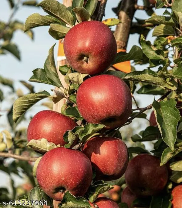 Bong_Nursery_Healthy_Hybrid_Apple_Fruit_Plant_Pack_Of_1