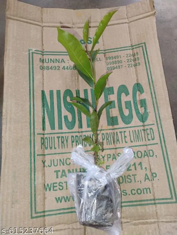 Bong_Nursery_Healthy_Hybrid_Apple_Fruit_Plant_Pack_Of_1