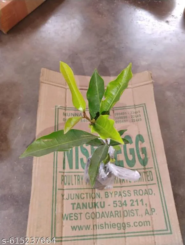 Bong_Nursery_Healthy_Hybrid_Apple_Fruit_Plant_Pack_Of_1