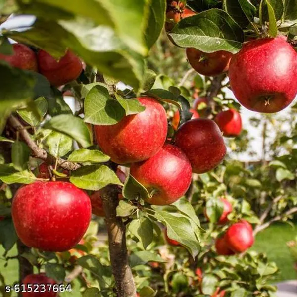 Bong_Nursery_Healthy_Hybrid_Apple_Fruit_Plant_Pack_Of_1