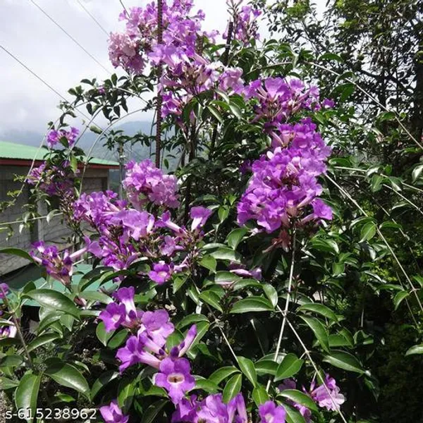 Bong_Nursery_Garlic_Vine_Live_Plant_Flower_Plant_Medicinal_Plant_Pack_Of_1