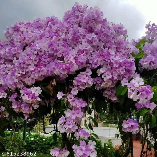 Bong_Nursery_Garlic_Vine_Live_Plant_Flower_Plant_Medicinal_Plant_Pack_Of_1