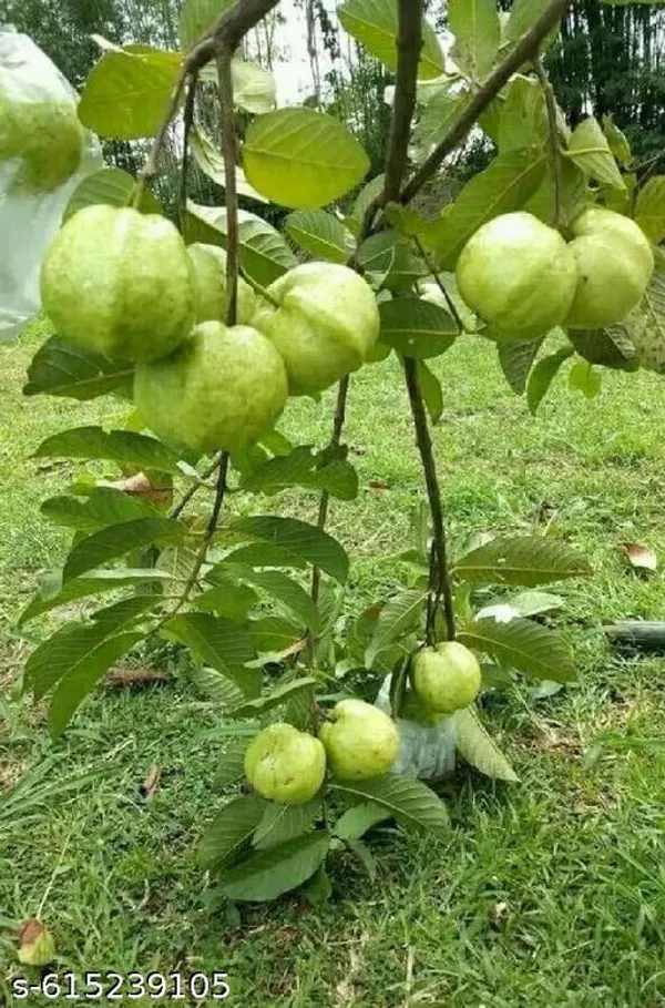 Bong_Nursery_Hybrid_Jumbo_Seedless_Guava_Plant_Fruit_Live_Tree_Pack_Of_1
