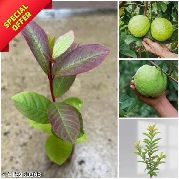 Bong_Nursery_Hybrid_Jumbo_Seedless_Guava_Plant_Fruit_Live_Tree_Pack_Of_1