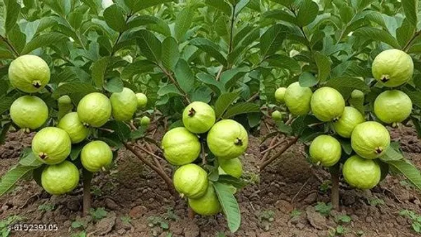 Bong_Nursery_Hybrid_Jumbo_Seedless_Guava_Plant_Fruit_Live_Tree_Pack_Of_1
