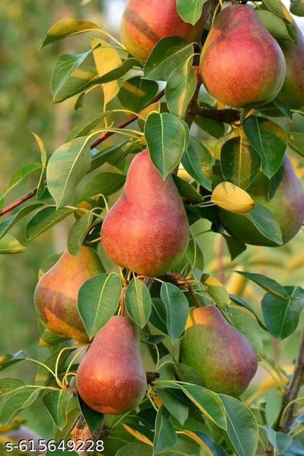 Bong_Nursery_Super_Rare_Sweet_Nashpati_Pear_Plant_Pack_Of_1