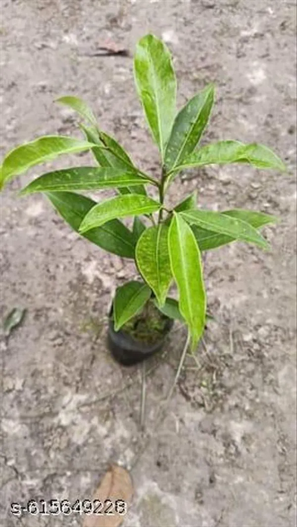 Bong_Nursery_Super_Rare_Sweet_Nashpati_Pear_Plant_Pack_Of_1