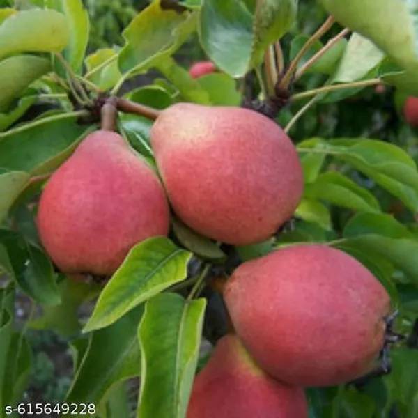 Bong_Nursery_Super_Rare_Sweet_Nashpati_Pear_Plant_Pack_Of_1