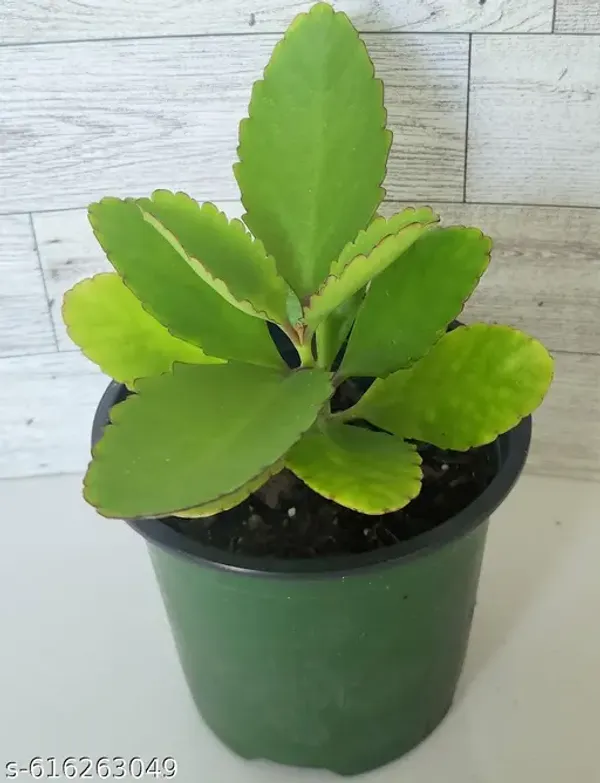 Bong_Nursery_Patharchatta_Succulent_Medicinal_Plant_Pack_Of_1