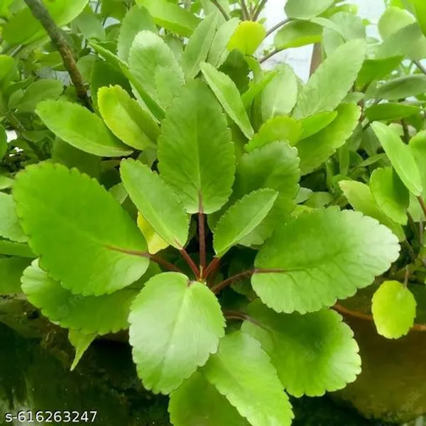 Bong_Nursery_Patharchatta_Succulent_Medicinal_Plant_Pack_Of_1