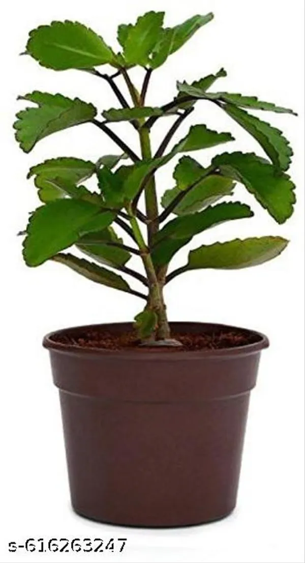 Bong_Nursery_Patharchatta_Succulent_Medicinal_Plant_Pack_Of_1