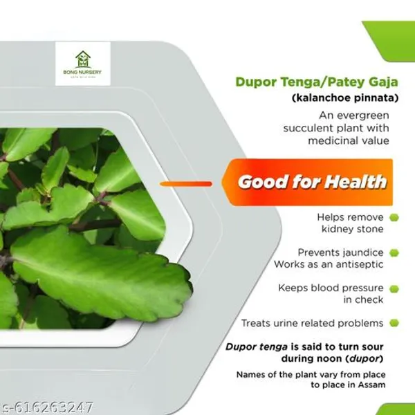 Bong_Nursery_Patharchatta_Succulent_Medicinal_Plant_Pack_Of_1