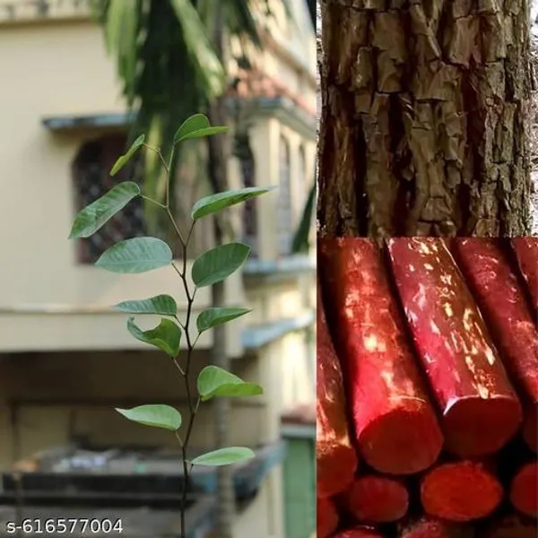Bong_Nursery_Original_Red_Chandan_Plant_Premium_Sandalwood_Tree_For_Home_And_Garden_Perfect_For_Fragrance_Beauty_And_Traditional_Uses_Medium_Size_Pack_Of_1