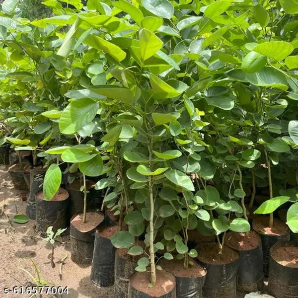 Bong_Nursery_Original_Red_Chandan_Plant_Premium_Sandalwood_Tree_For_Home_And_Garden_Perfect_For_Fragrance_Beauty_And_Traditional_Uses_Medium_Size_Pack_Of_1