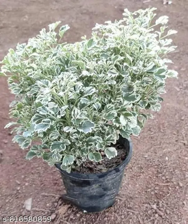 Bong_Nursery_Aralia_Plant_Pack_Of_1