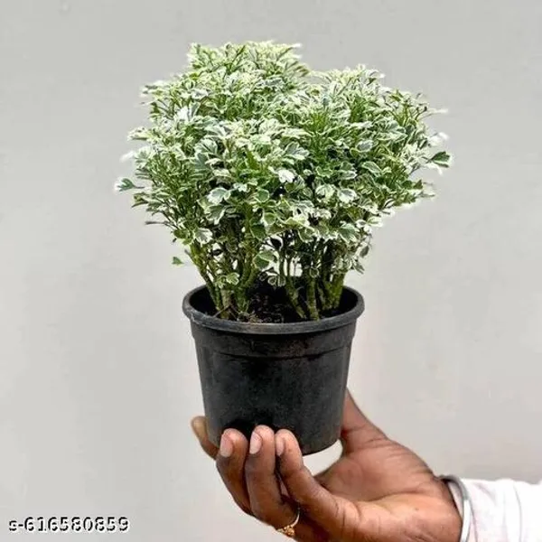 Bong_Nursery_Aralia_Plant_Pack_Of_1