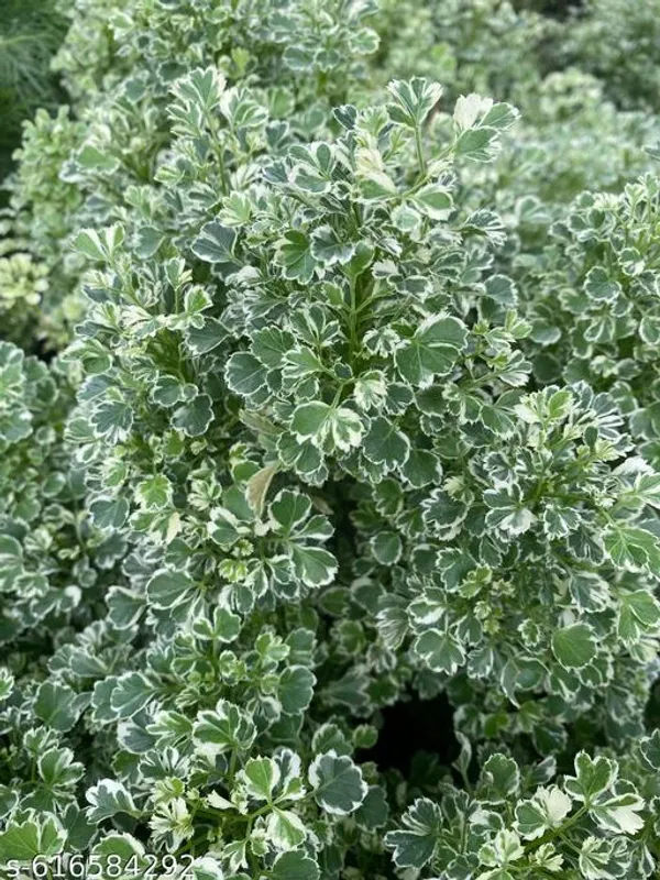 Bong_Nursery_Aralia_Plant_Pack_Of_1