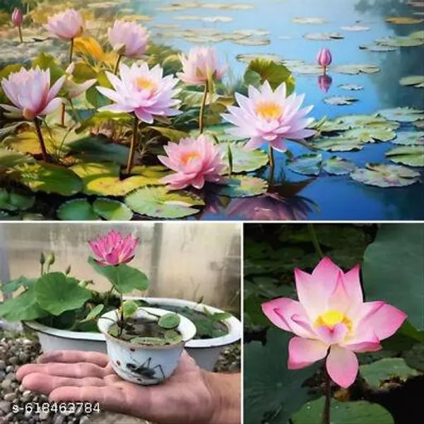 Bong_Nursery_Water_Lily_Lotus_Seeds_Pack_Of_10