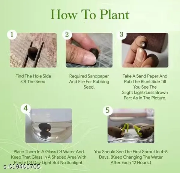 Bong_Nursery_Water_Lily_Lotus_Seeds_Pack_Of_10