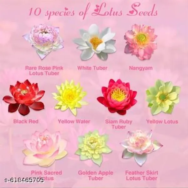 Bong_Nursery_Water_Lily_Lotus_Seeds_Pack_Of_10