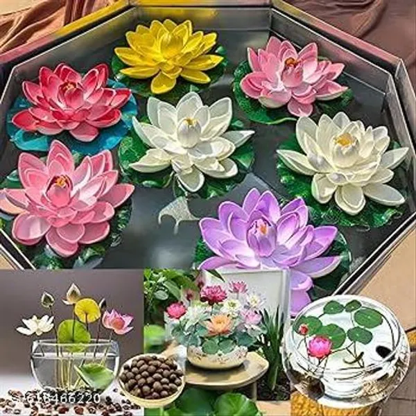 Bong_Nursery_Water_Lily_Lotus_Seeds_Pack_Of_10
