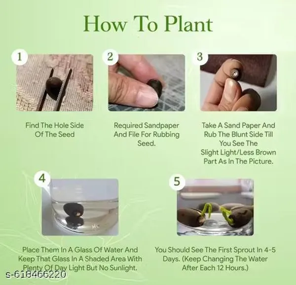 Bong_Nursery_Water_Lily_Lotus_Seeds_Pack_Of_10