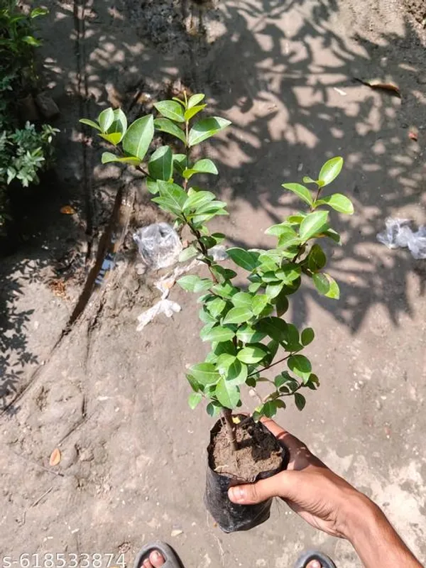 Bong_Nursery_Sweet_Blue_Berry_Fruit_Plant_Pack_Of_1