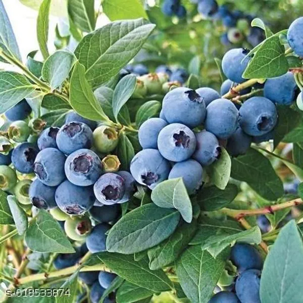 Bong_Nursery_Sweet_Blue_Berry_Fruit_Plant_Pack_Of_1