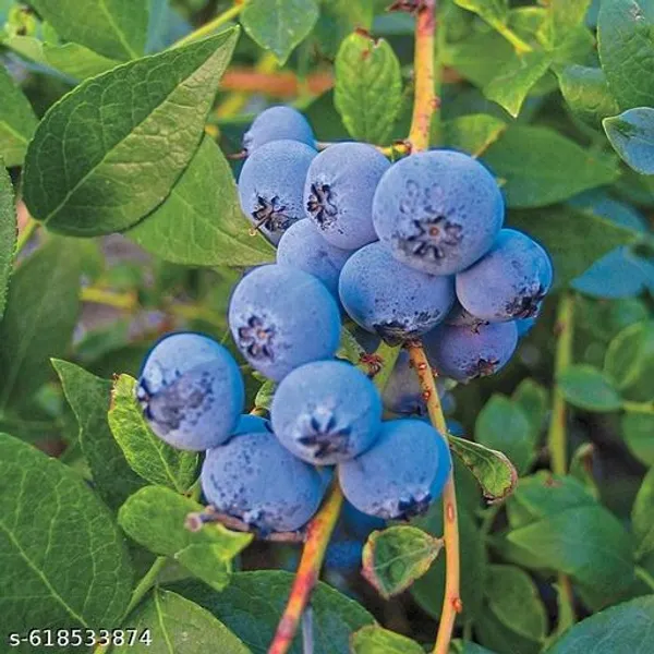 Bong_Nursery_Sweet_Blue_Berry_Fruit_Plant_Pack_Of_1