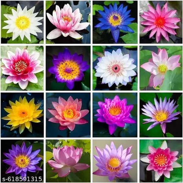 Water_Lily_Lotus_Seeds_Pack_Of_16