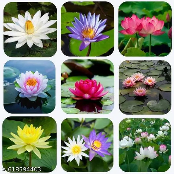 Water_Lily_Lotus_Seeds_Pack_Of_10
