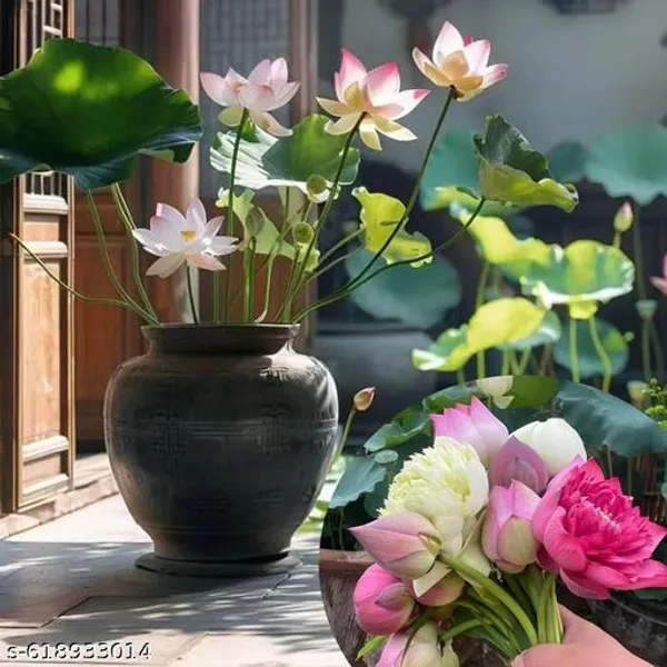 Bong_Nursery_Water_Lily_Lotus_Seeds_Pack_Of_10