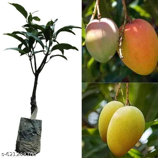 Bong_Nursery_Original_Catimon_Mango_Plant_Pack_Of_1