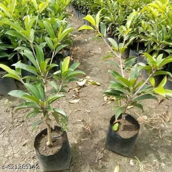 Bong_Nursery_All_Time_12_Month_Kalipatti_Chiku_Sapota_Live_Plant_Pack_Of_1