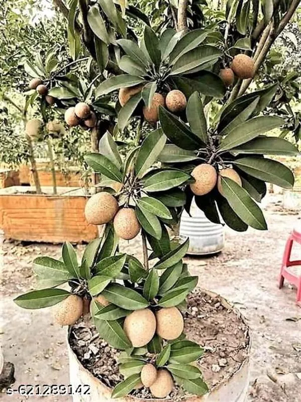 Bong_Nursery_All_Time_12_Month_Kalipatti_Chiku_Sapota_Live_Plant_Pack_Of_1