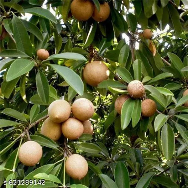 Bong_Nursery_All_Time_12_Month_Kalipatti_Chiku_Sapota_Live_Plant_Pack_Of_1